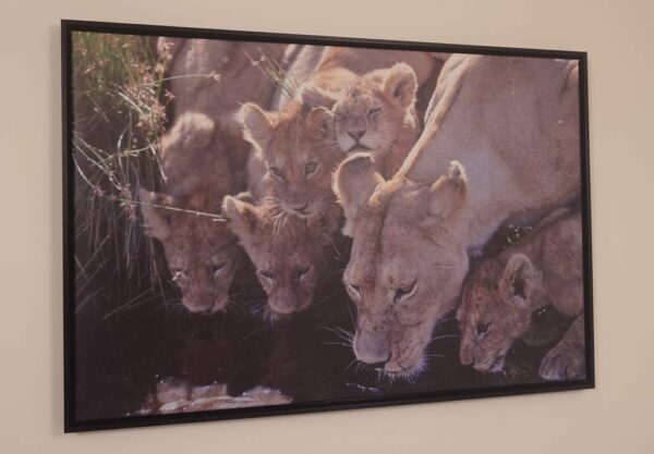 Fotokunst "Lion by the bar" by Ginoue