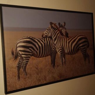 Fotokunst "Zebra hang-out" by Ginoue
