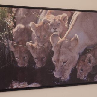Fotokunst "Lion by the bar" by Ginoue