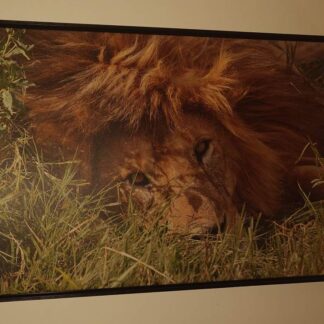Fotokunst "The lion sleeps to night" by Ginoue